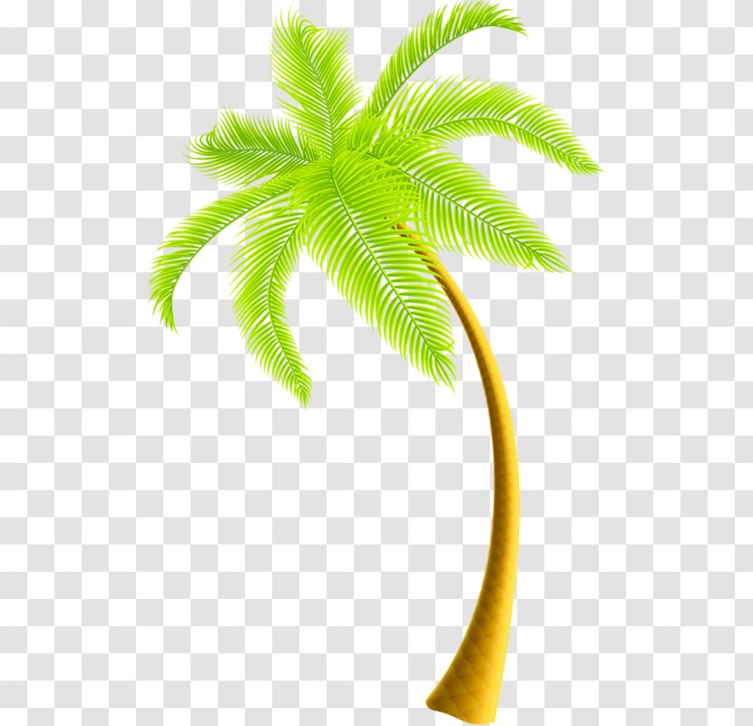 Clip Art - Photography - Coconut Tree Transparent PNG