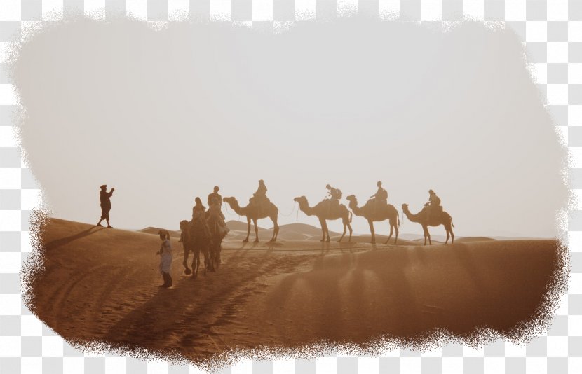 Camel - Herd - Landscape Transparent PNG