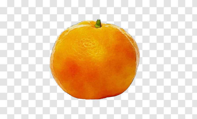 Orange - Watercolor - Seedless Fruit Mandarin Transparent PNG