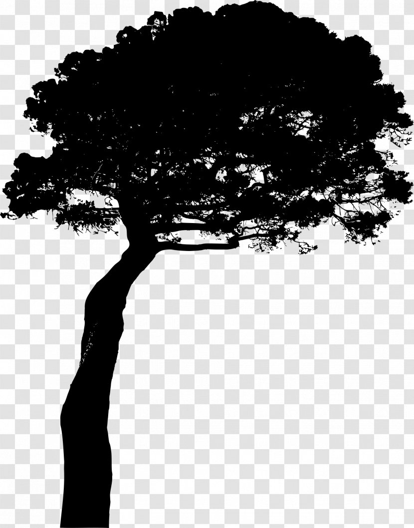 Stone Pine Photography Clip Art - Silhouette - Arboles Transparent PNG