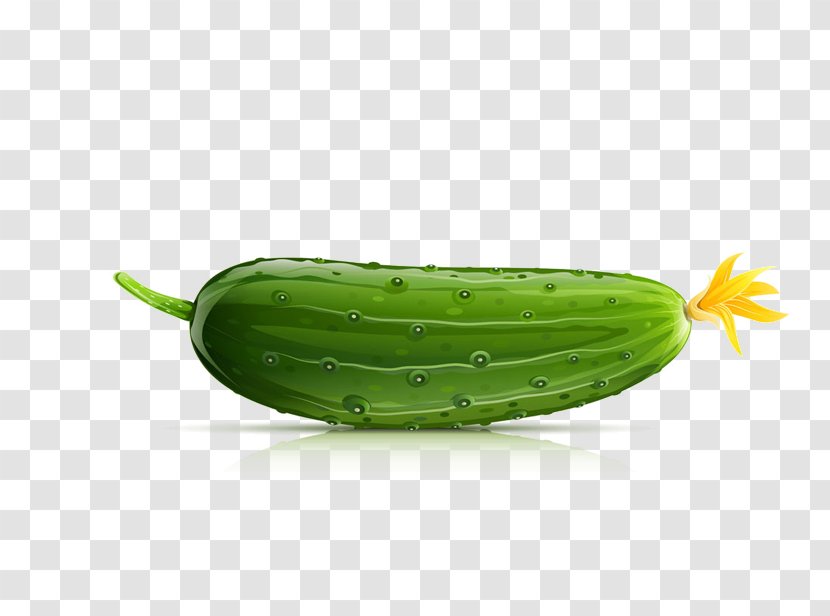 Cucumber Drawing Illustration - Shadow - Material Transparent PNG