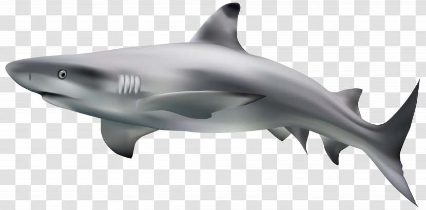 Goblin Shark Eamon Bailey Nictitating Membrane Finning - Wildlife - Transparent Clip Art Image Transparent PNG