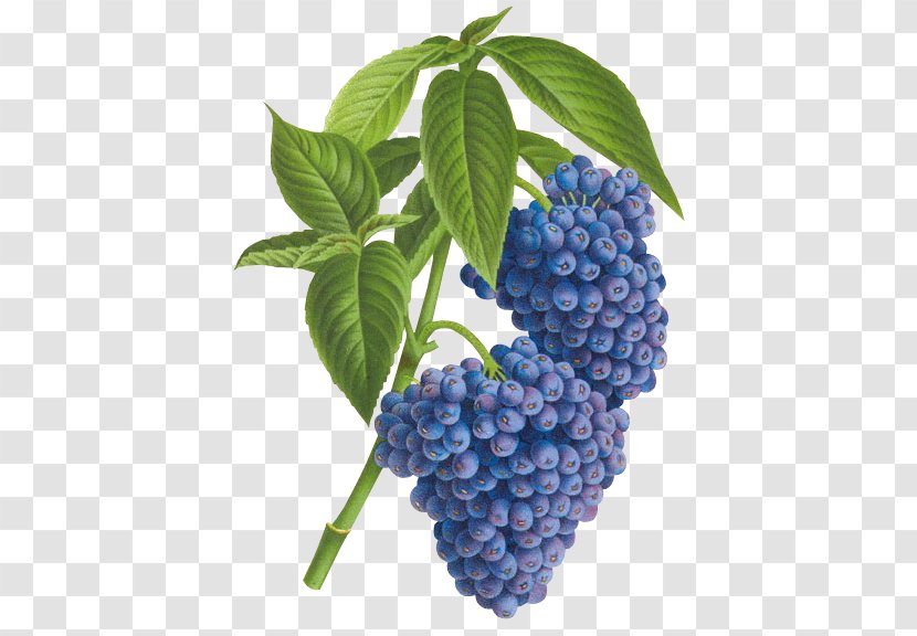 Ghent Blueberry Tea Psychotria Cyanococca Cyanocarpa - Rubiaceae Transparent PNG