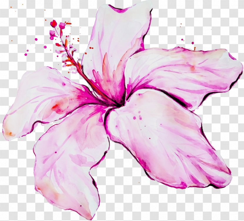 Petal Pink Flower Hawaiian Hibiscus - Mallow Family Flowering Plant Transparent PNG