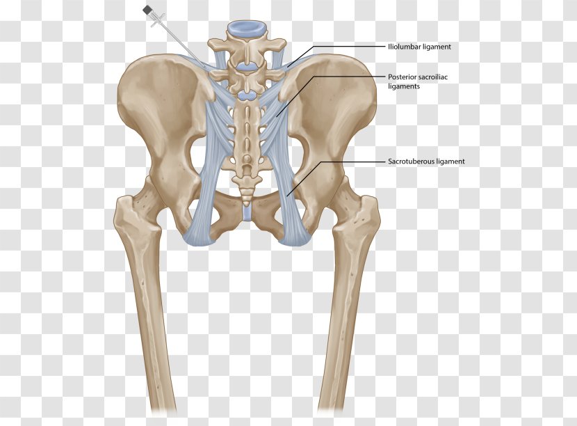 Hip Sacroiliac Joint Dysfunction Posterior Ligament Iliolumbar - Skeleton Transparent PNG