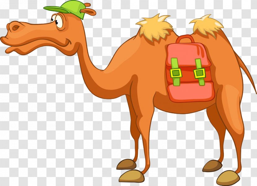 Bactrian Camel Dromedary Cartoon Royalty-free - Snout - Wearing A Hat Of Camels Transparent PNG
