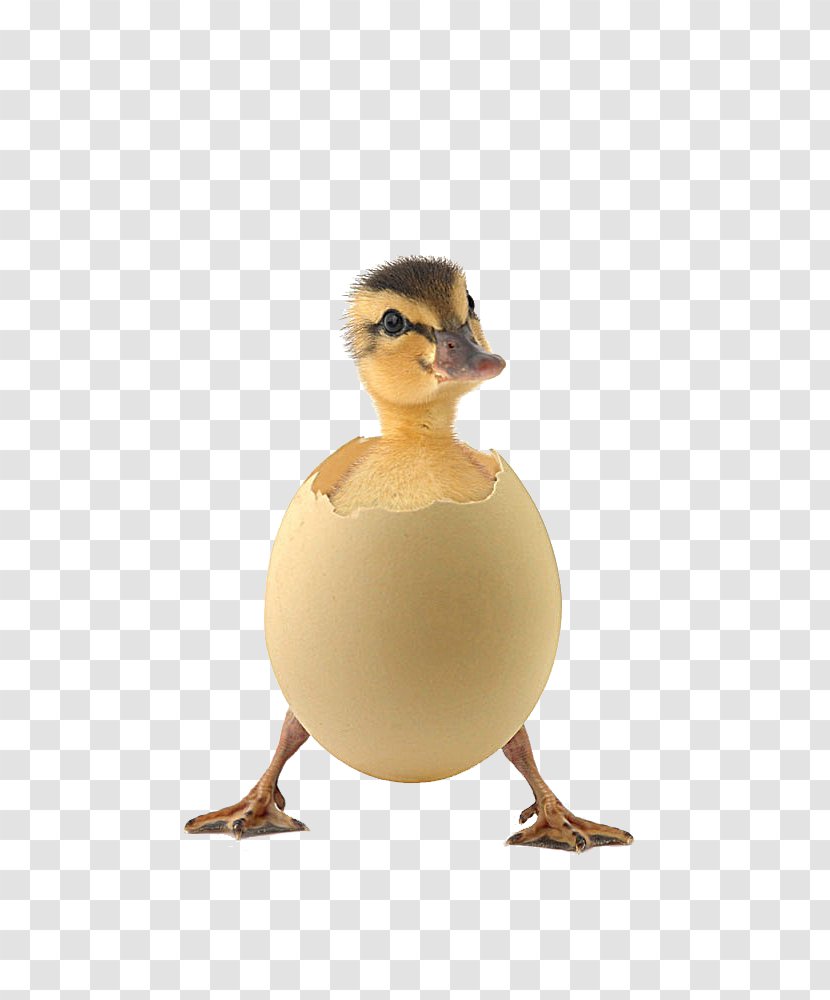 Quotation Saying Life Motivation - Idea - Eggshell Ducklings Transparent PNG
