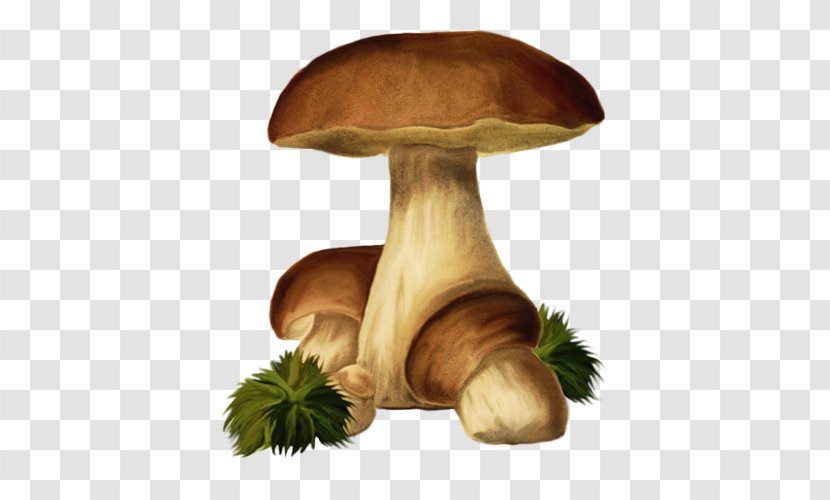 Pleurotus Eryngii Fungus Mushroom Clip Art Transparent PNG