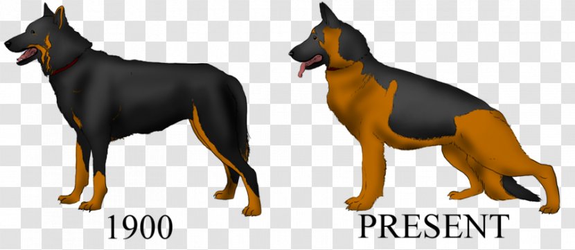 Dobermann German Shepherd Dog Breed Guard - Group (dog) Transparent PNG