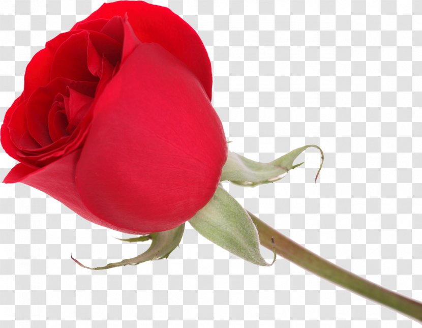 Valentine's Day Love Garden Roses Message Vinegar Valentines - Close Up - Rose Transparent PNG