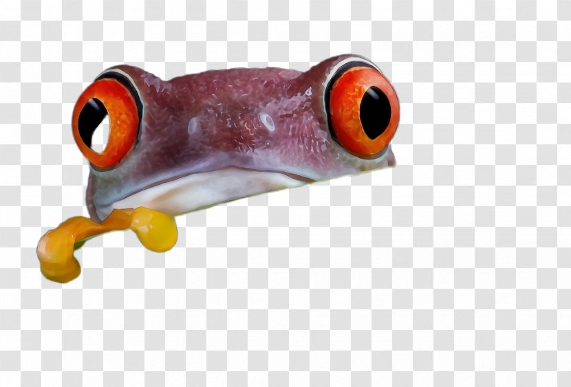 Fish Anemone Transparent PNG