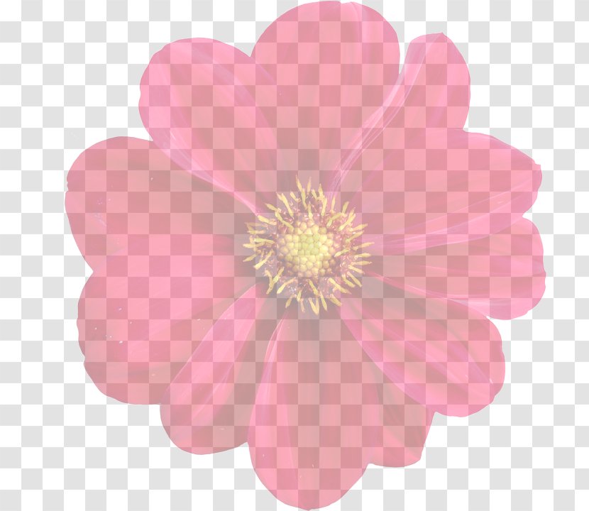 Dahlia Image Pink Flowers Photograph - Daisy Family - Flower Transparent PNG