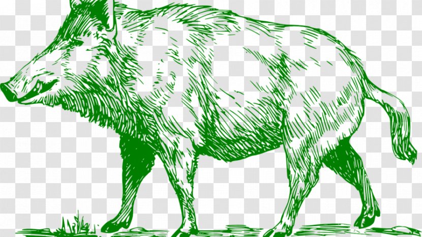 Common Warthog Boar Hunting Domestic Pig Clip Art - Line - Tiger Transparent PNG