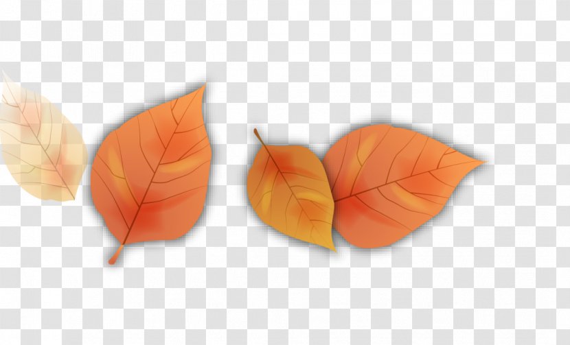 Autumn Leaf Petal Cartoon - Orange - Leaves Transparent PNG