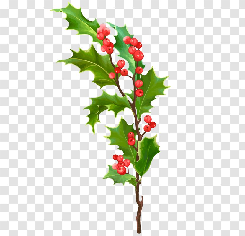 Leaf Christmas Holly - Twig - Tree Vector Art Transparent PNG