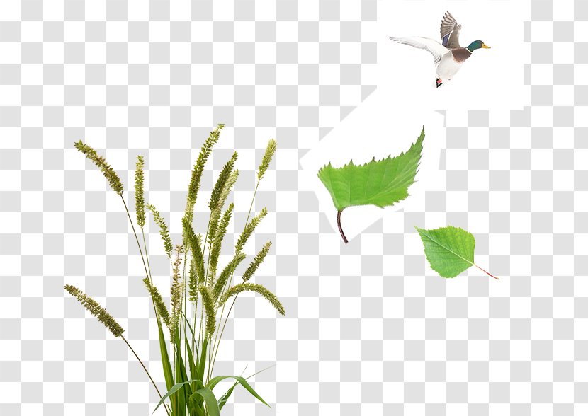 Place Altavista House Ecosystem Real Property Insect - Nature Transparent PNG