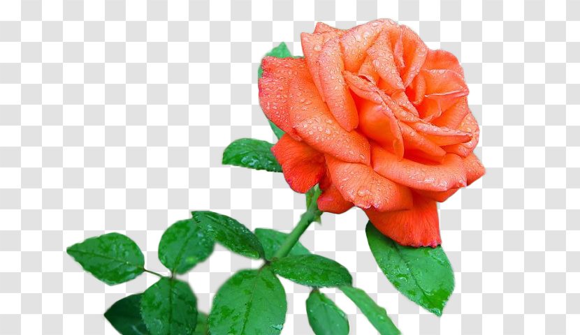 Garden Roses Flower Drawing Floral Design Transparent PNG