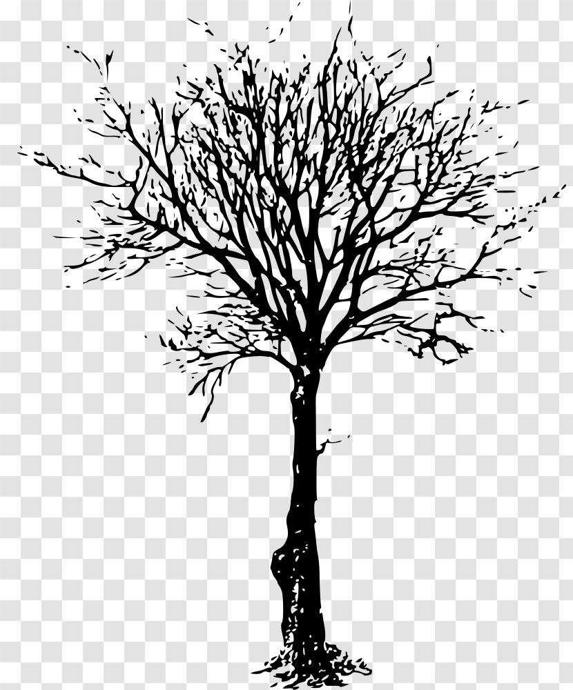 Tree Drawing Clip Art - Woody Plant Transparent PNG