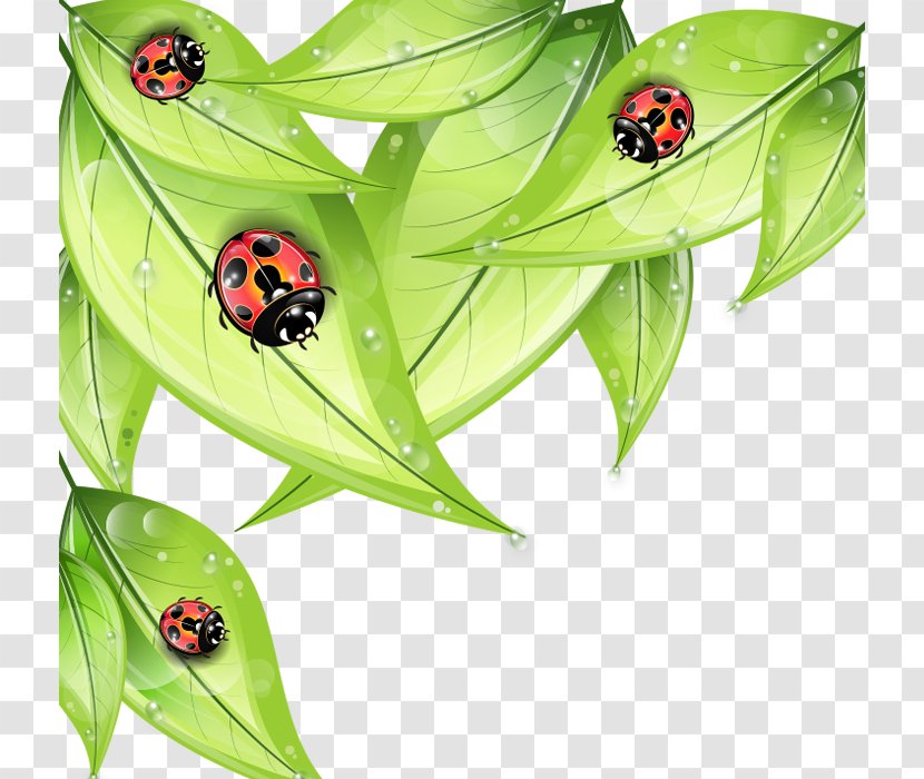 Insect Ladybird Euclidean Vector Drawing - Coccinella Septempunctata - Cartoon Painted Red Green Leaves Transparent PNG