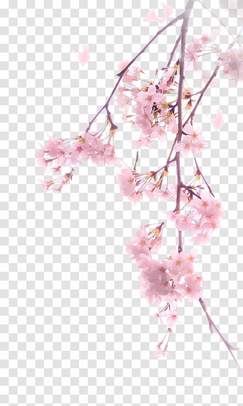 Cherry Blossom Download Illustration - Watercolor Painting - A Transparent PNG