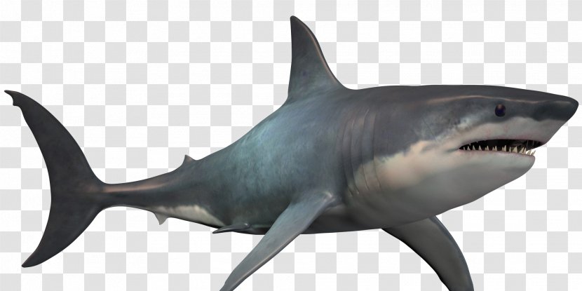 Great White Shark Megalodon Image Transparent PNG