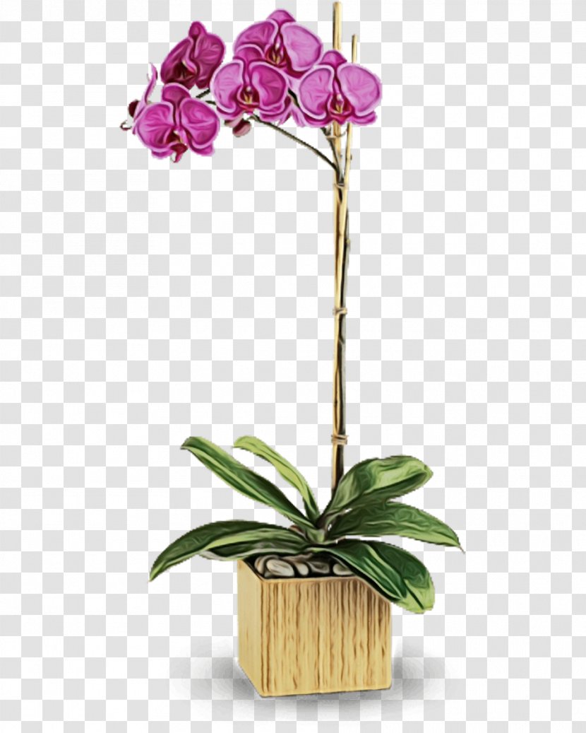 Flower Flowering Plant Moth Orchid Flowerpot - Watercolor - Houseplant Transparent PNG