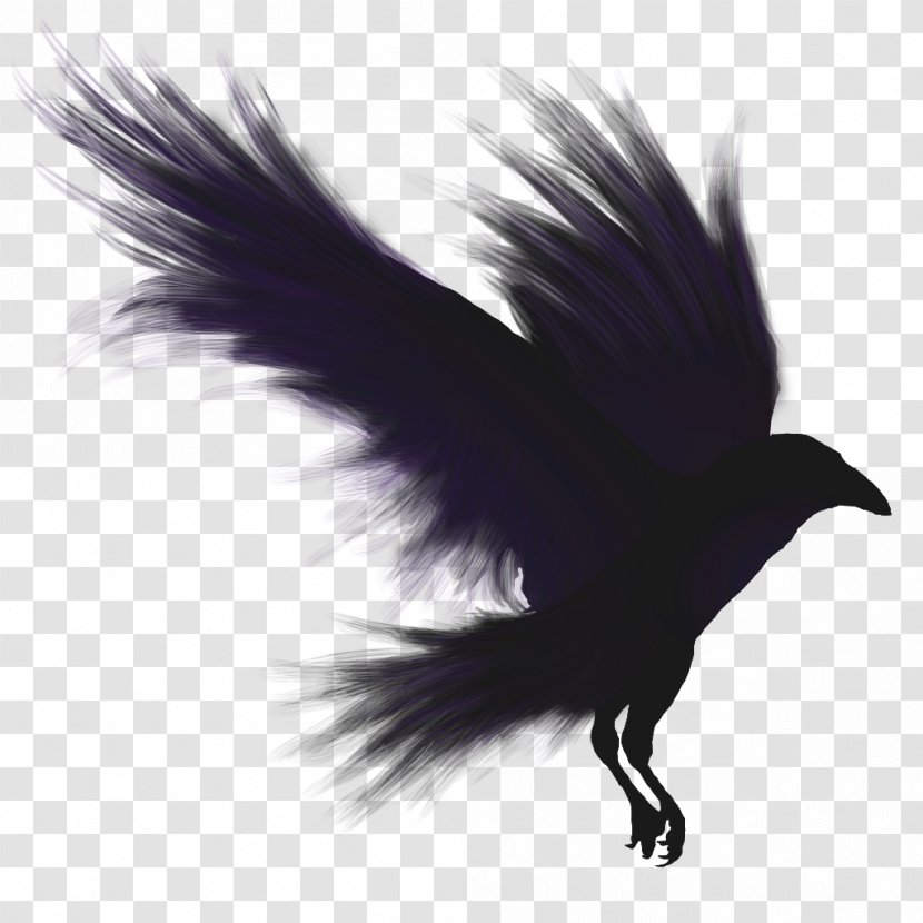 Bird Flight Common Raven American Crow Transparent PNG