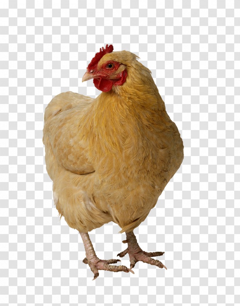 Chicken Broiler Image Poultry - Tshirt Transparent PNG