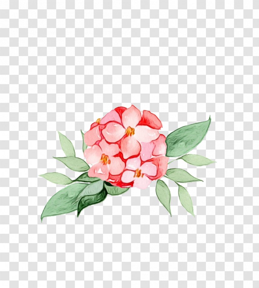 Flower Plant Pink Flowering Petal - Cut Flowers - Peony Japanese Camellia Transparent PNG