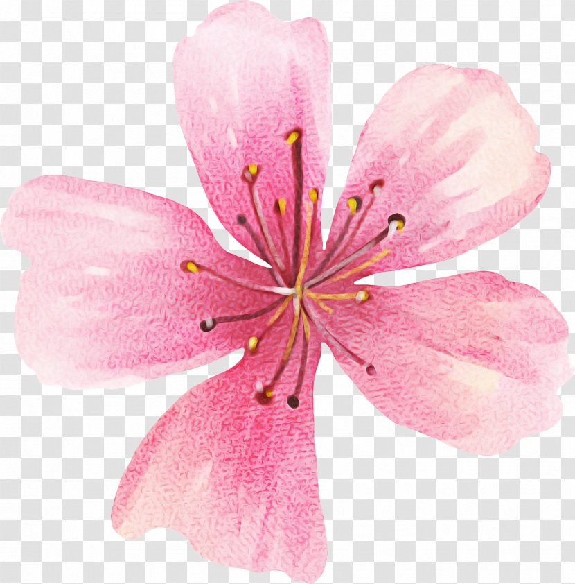 Cherry Blossom Background - Cnki - Herbaceous Plant Transparent PNG
