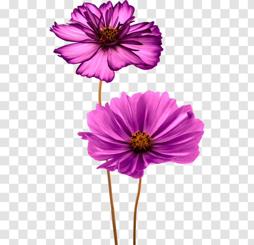 Common Daisy Flower Clip Art - Annual Plant Transparent PNG