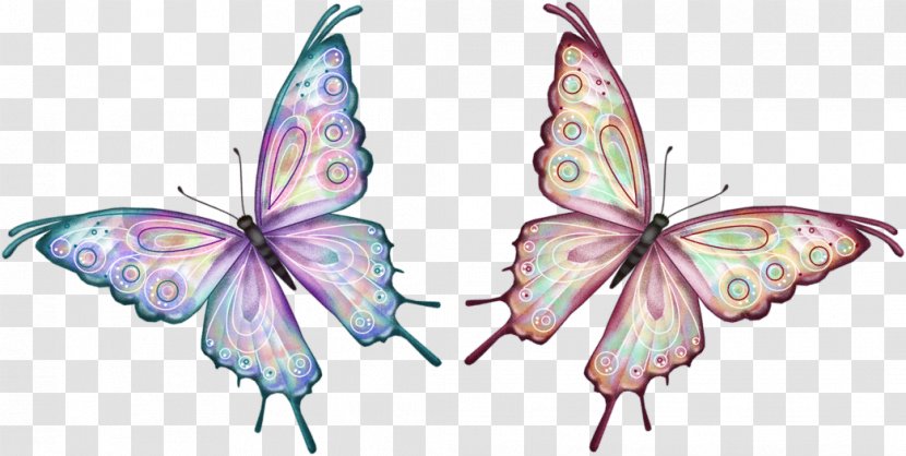 Butterfly Animation Clip Art - Organism - Shadow Box Transparent PNG
