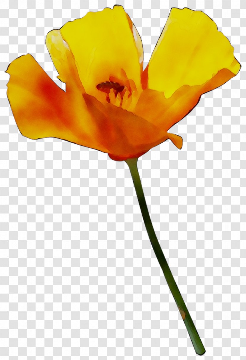 Plant Stem Cut Flowers The Poppy Family Orange S.A. - Petal Transparent PNG