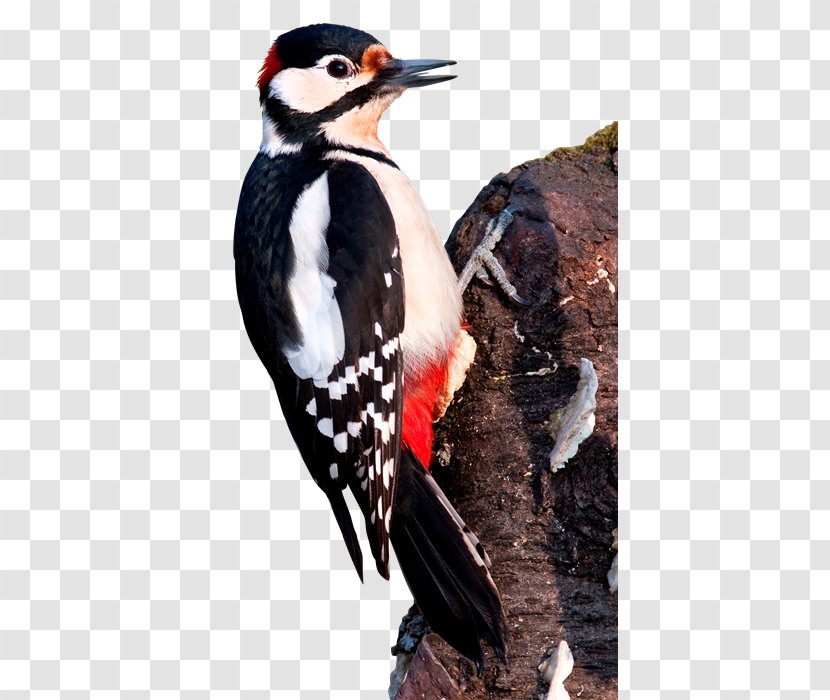 Great Spotted Woodpecker Lesser Bird Middle Transparent PNG