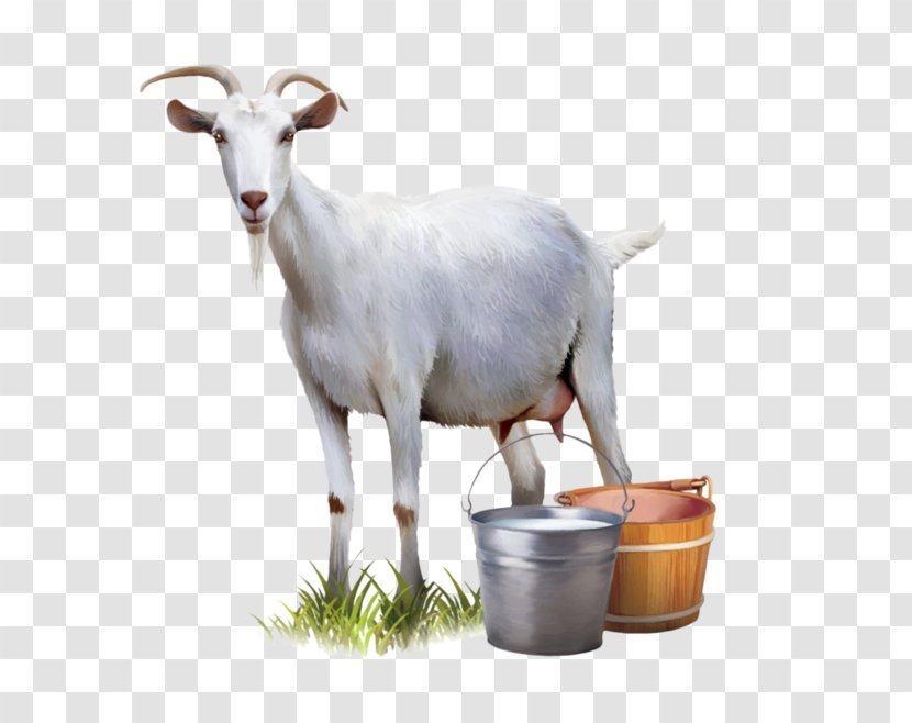 Goat Milk Automatic Milking - Cow Family - Goat's Transparent PNG