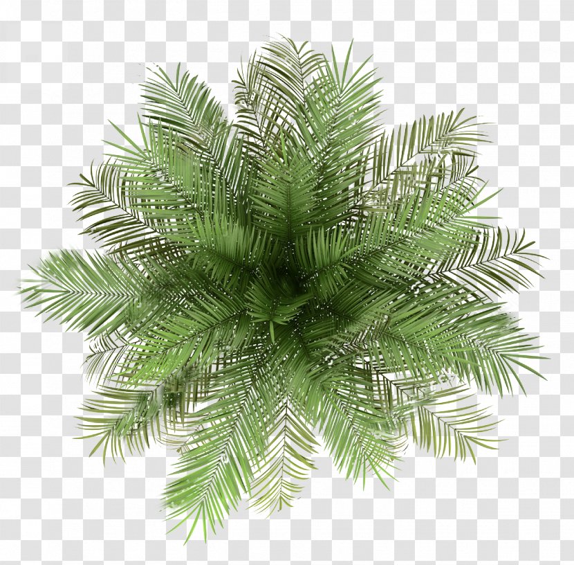 Palm Trees Stock Photography Image - Evergreen - Tree Transparent PNG