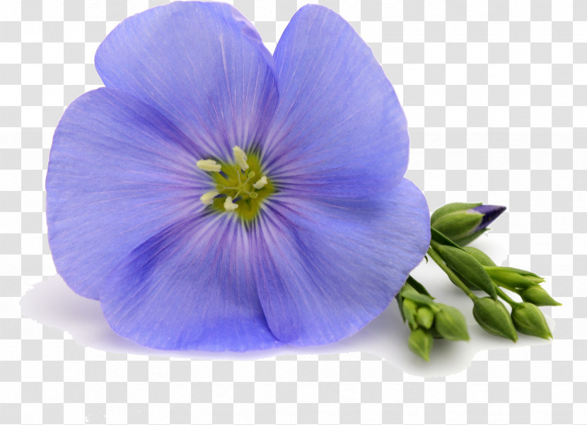 Flower Blue Petal Violet Purple Transparent PNG