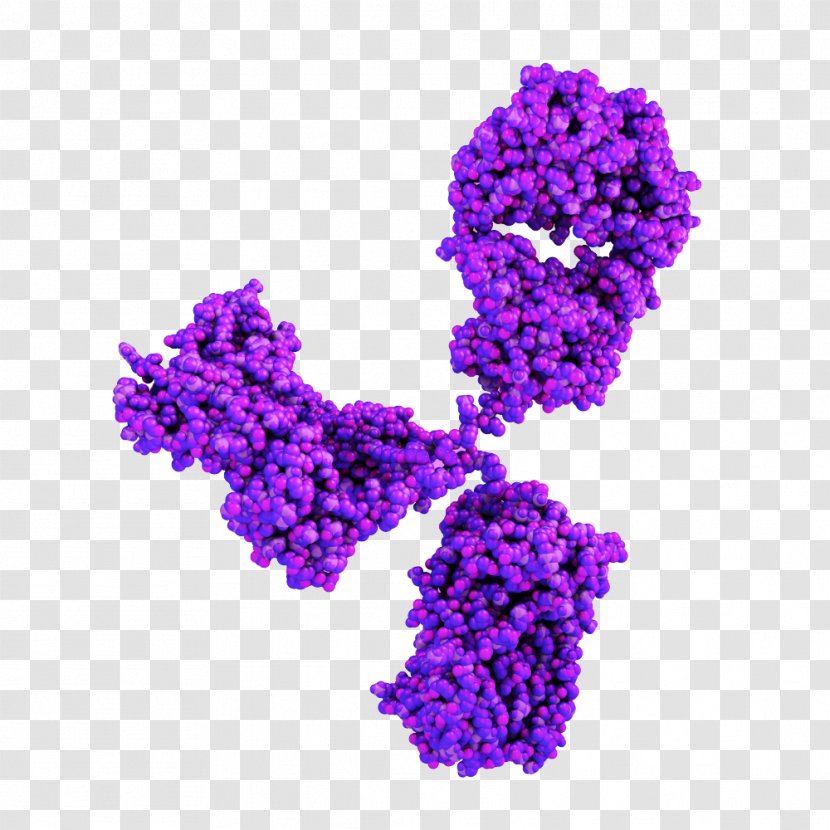 Monoclonal Antibody Stock Photography Immune System Transparent PNG