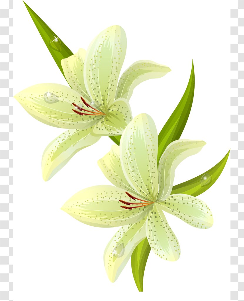 Flower Clip Art - Petal Transparent PNG