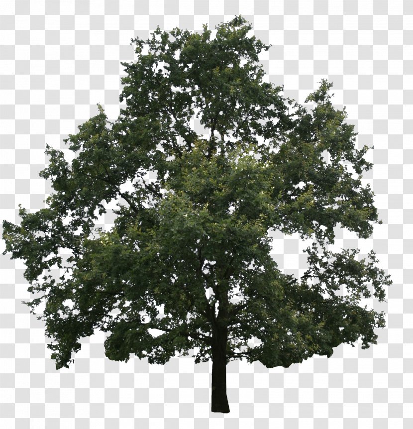 Oak Fir Tree Conifers Evergreen - Woody Plant Transparent PNG