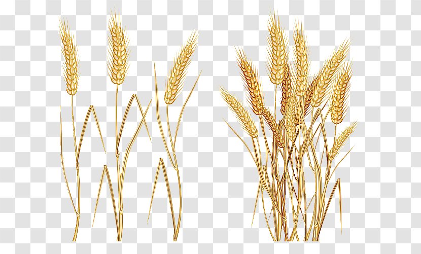 Common Wheat Cereal Ear Clip Art - Dinkel Transparent PNG