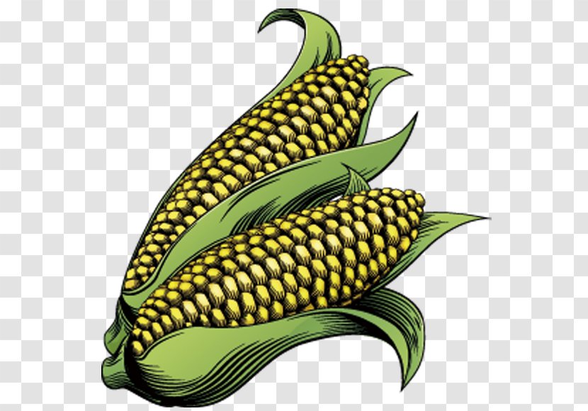 Corn On The Cob Maize Drawing Clip Art - Vegetable Transparent PNG