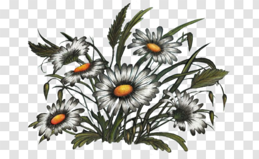 Flower Floral Design Art Floristry - Oxeye Daisy - Watercolour Transparent PNG