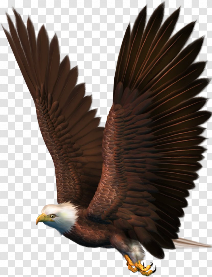 Bald Eagle Bird Clip Art - Fauna - Vulture Transparent PNG