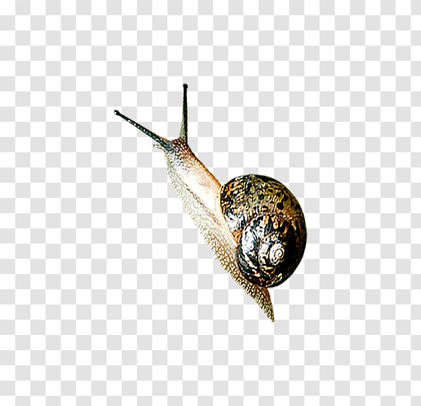 Snail Orthogastropoda Slug - Caracol - Realistic Snails Transparent PNG