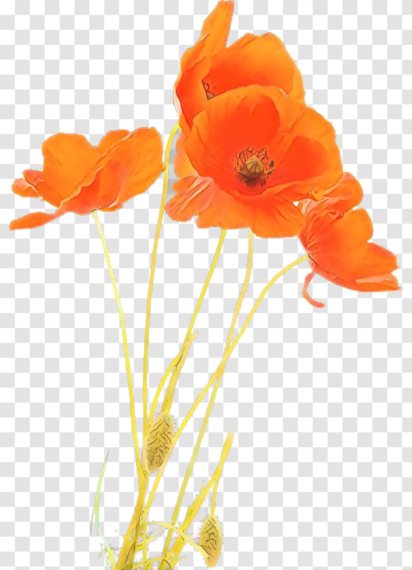 Orange - Eschscholzia Californica - Poppy Family Coquelicot Transparent PNG