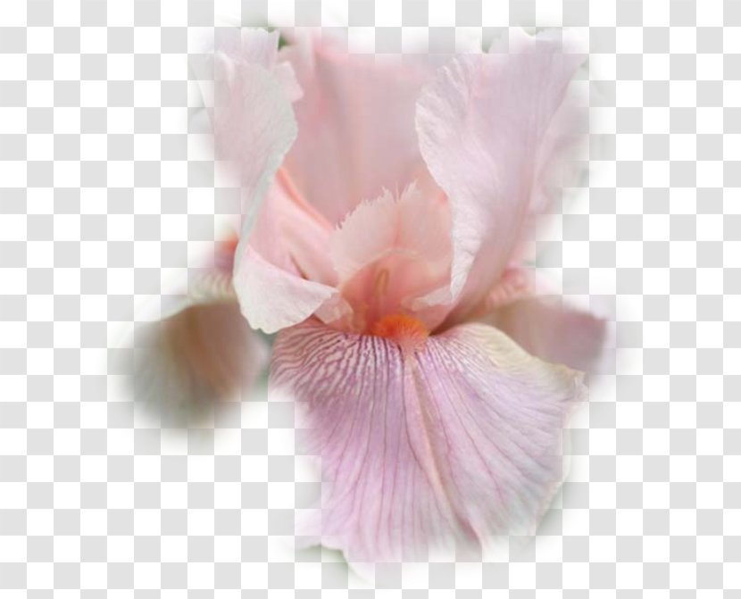 Irises Iris Croatica Moth Orchids Pink Close-up - Closeup - Smiley Sur Fond Transparent Transparent PNG