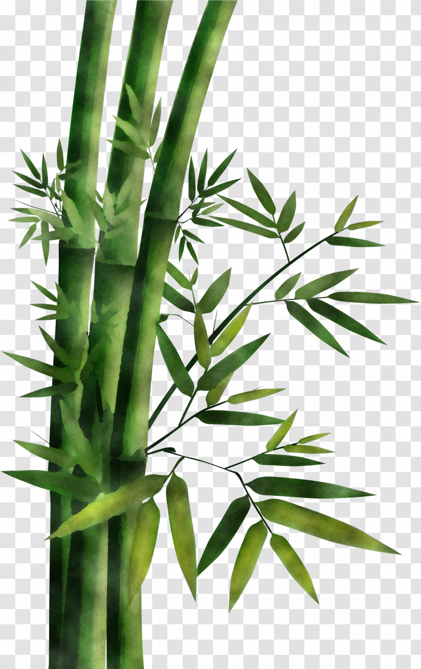 Plant Leaf Flower Bamboo Plant Stem Transparent PNG