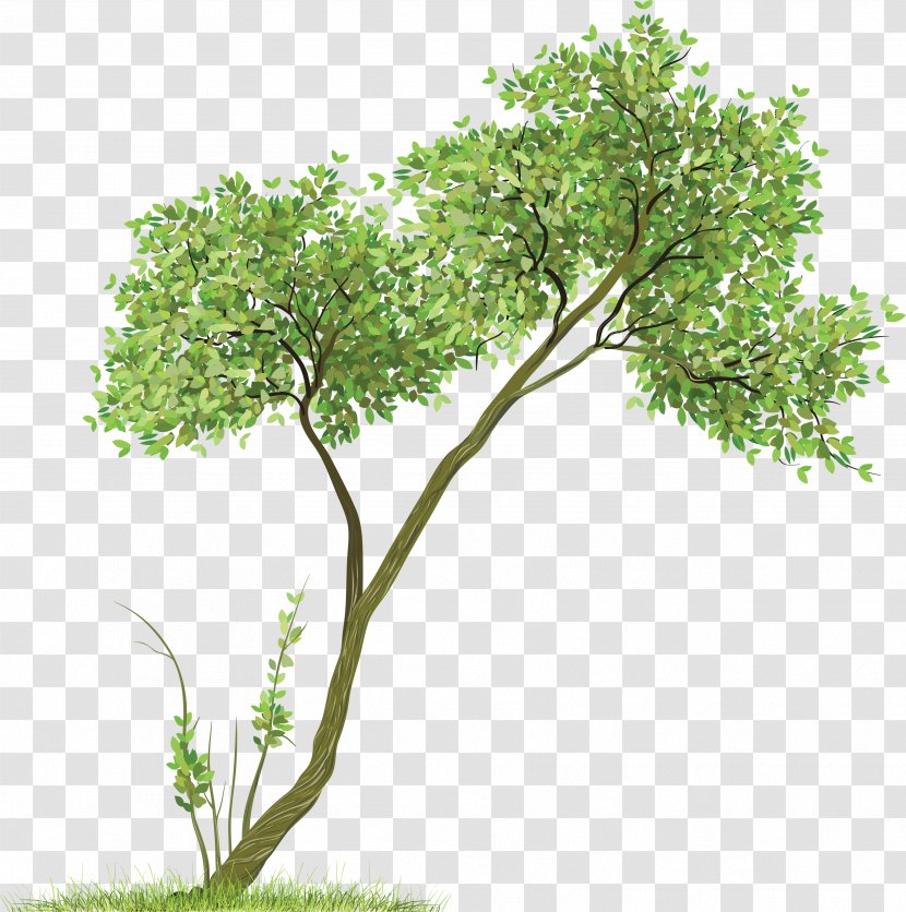 Tree Image - Flora - Branch Transparent PNG