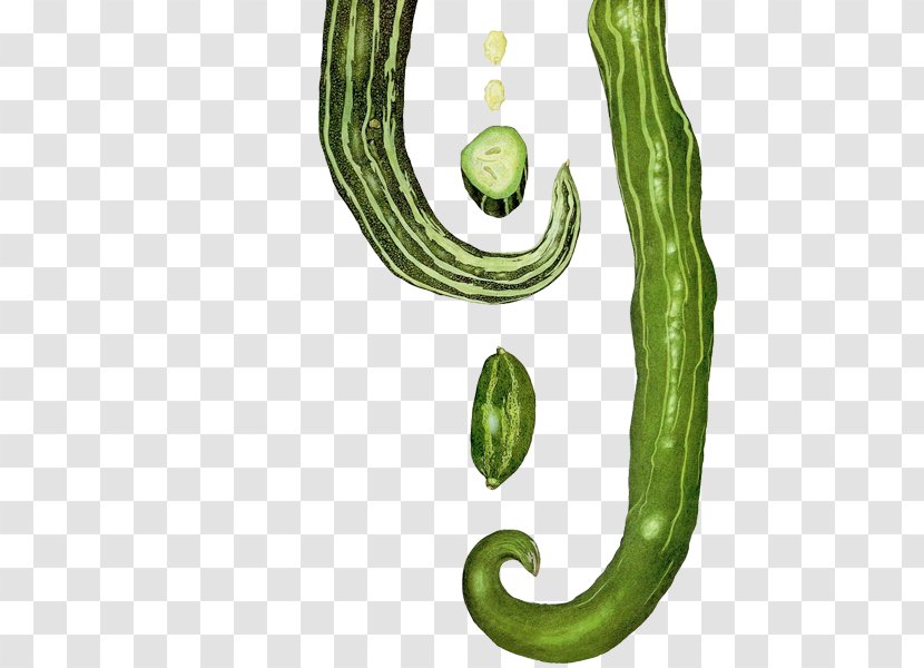 Cucumber Body Jewellery Plant Stem Font - Snake Gourd Transparent PNG